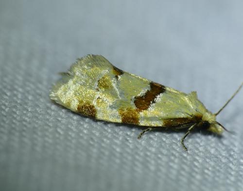 Aethes cnicana